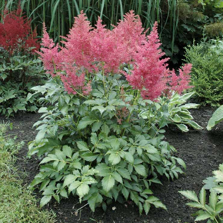 Astilbe