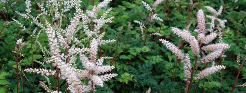 Astilbe
