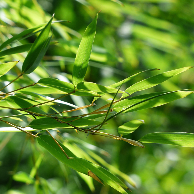 Udplantning og pasning af bambus - Plantorama
