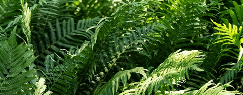 Udplantning og pasning af bregner - Plantorama