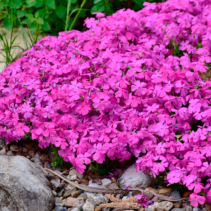 Udplantning og pasning af floks - Plantorama