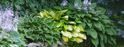 Hosta