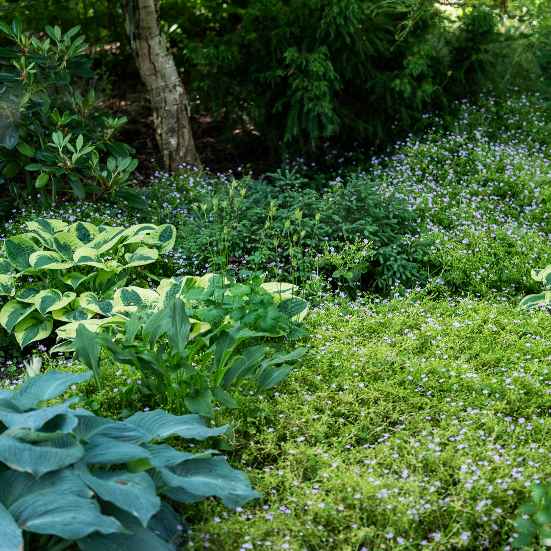 Udplantning og pasning af hosta - Plantorama