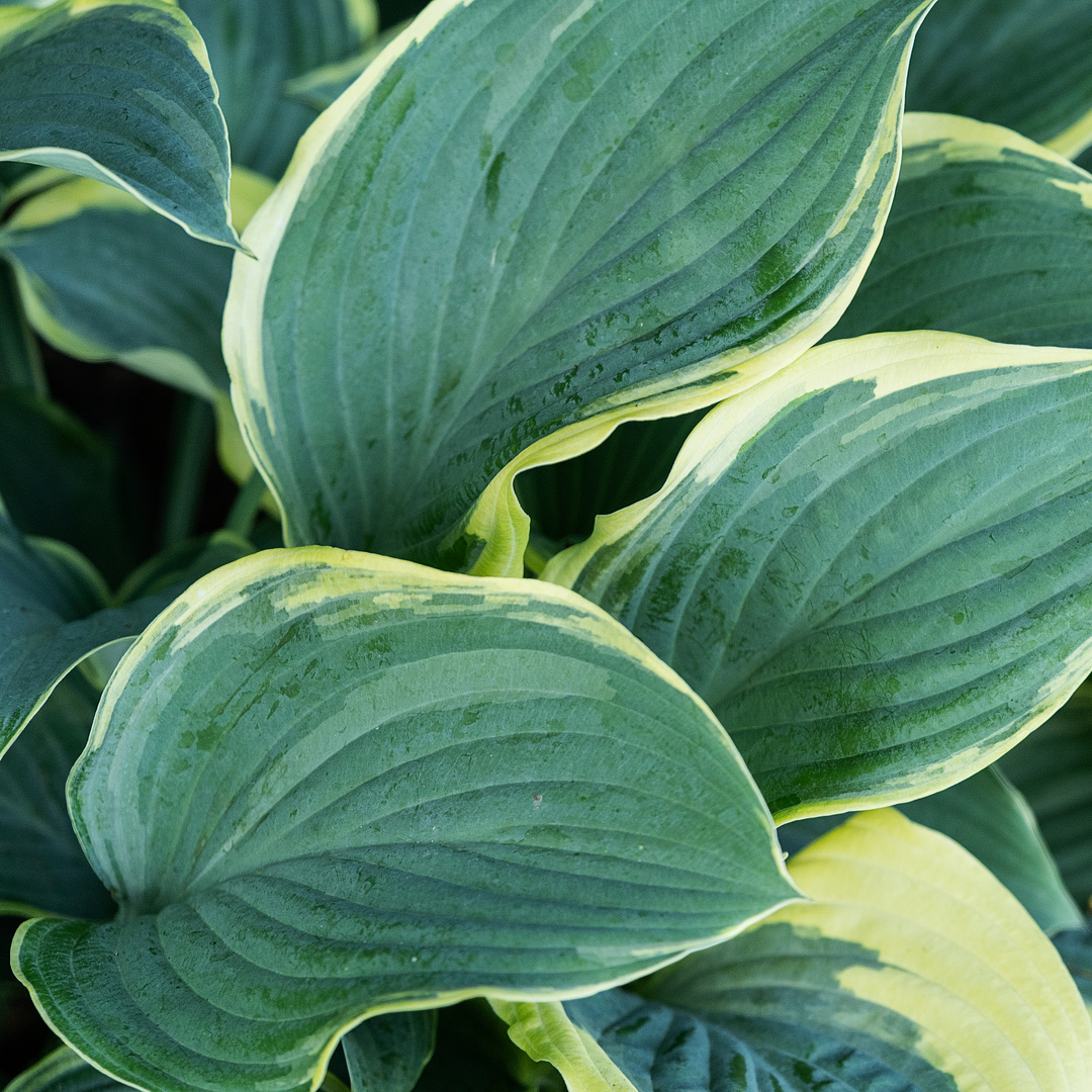 Udplantning og pasning af hosta - Plantorama