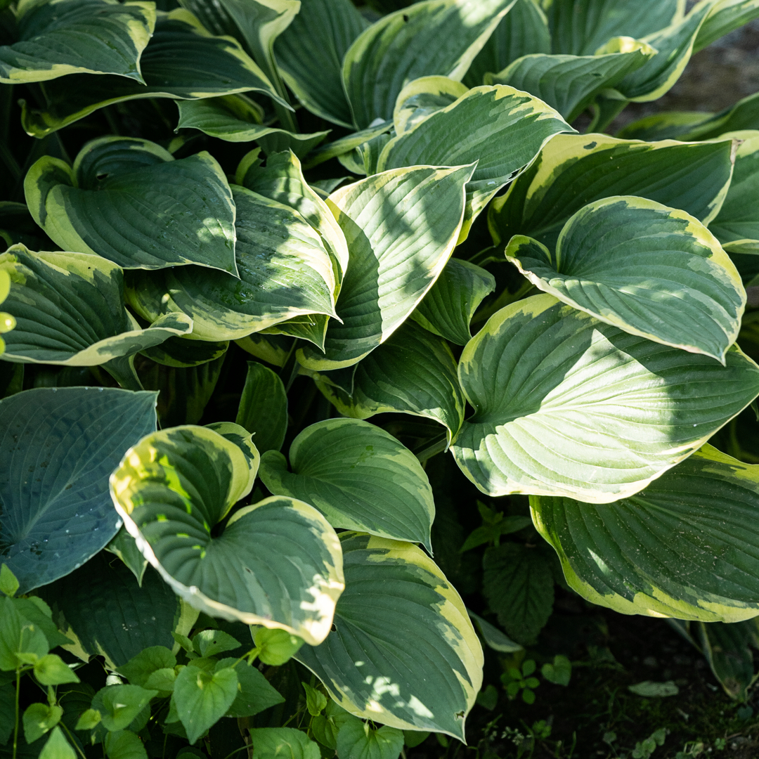 Udplantning og pasning af hosta - Plantorama