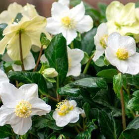 Udplantning og pasning af julerose - Plantorama