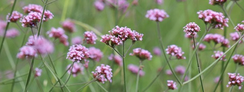 Udplantning og pasning af kæmpejernurt - Plantorama