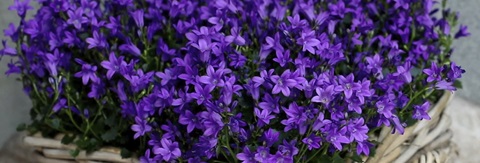 Pasning af klokkeblomst - Plantorama