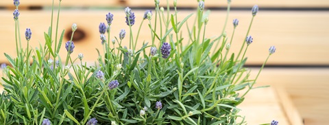 Lavendel