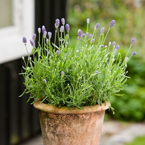 Lavendel