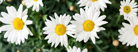 Marguerit