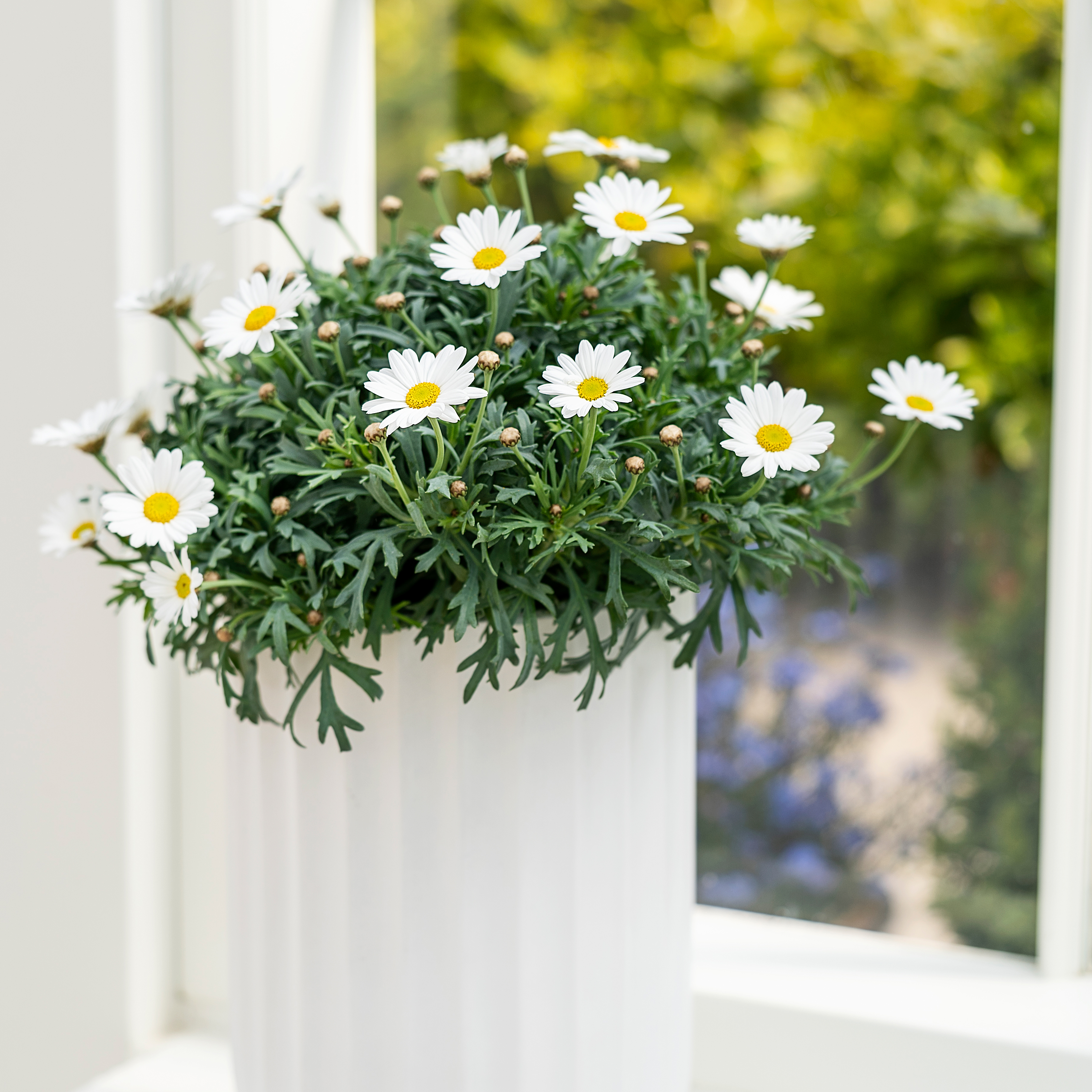 Marguerit