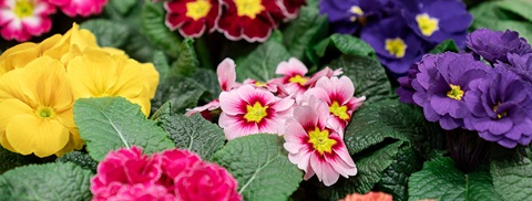Primula