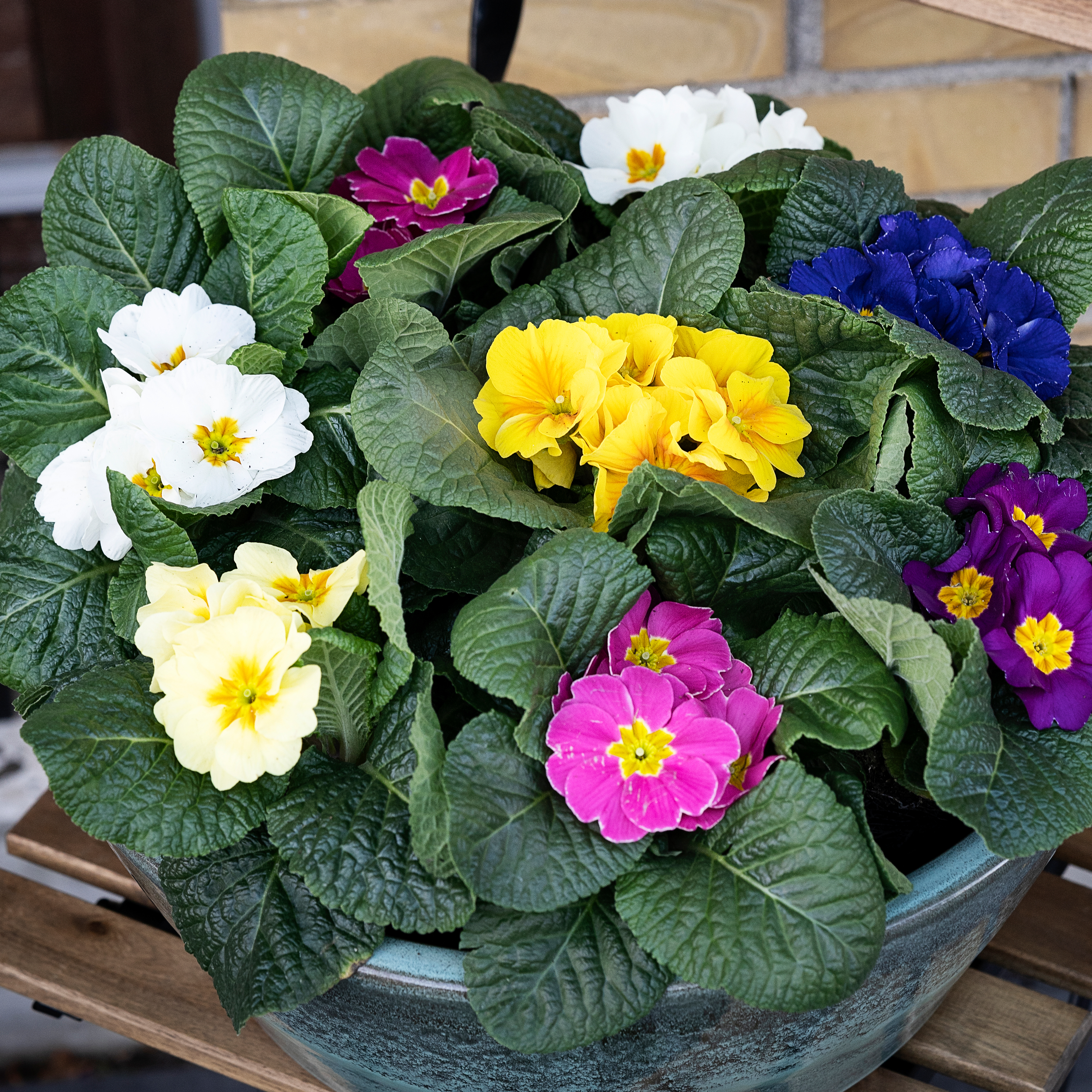 Primula