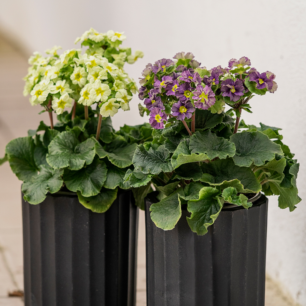 Udplantning og pasning af primula - Plantorama