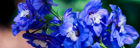 Udplantning og pasning af ridderspore - Plantorama