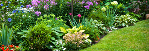 Udplantning og pasning af stauder - Plantorama