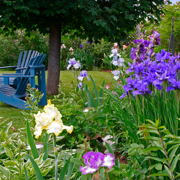 Udplantning og pasning af stauder - Plantorama