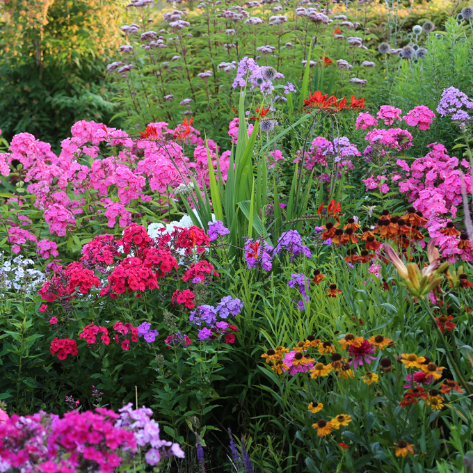 Udplantning og pasning af stauder - Plantorama