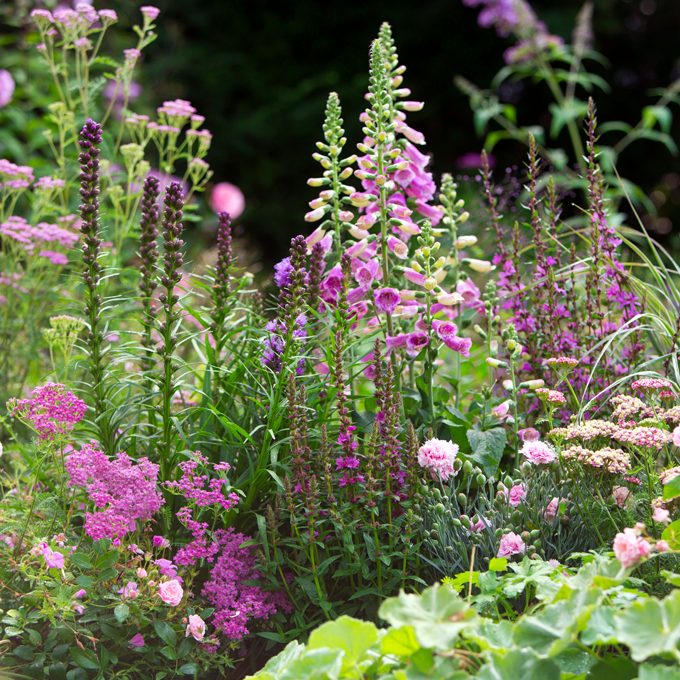 Udplantning og pasning af stauder - Plantorama