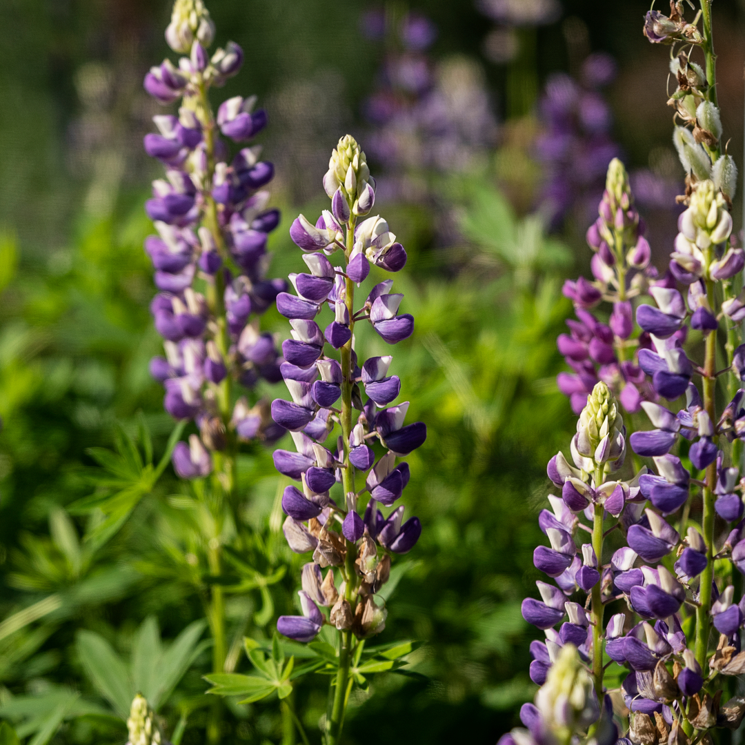 Udplantning og pasning af staudelupin - Plantorama