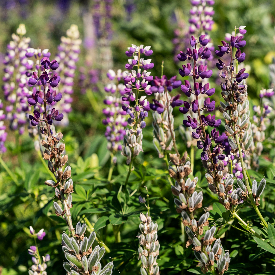 Udplantning og pasning af staudelupin - Plantorama