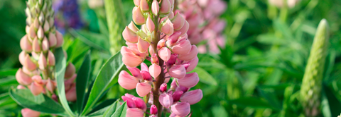 Udplantning og pasning af staudelupin - Plantorama