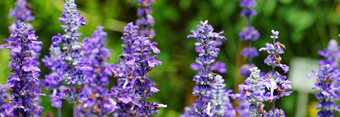 Udplantning og pasning af staudesalvie - Plantorama