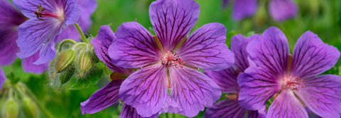 Plantorama | Udplantning og pasning af storkenæb (geranium)