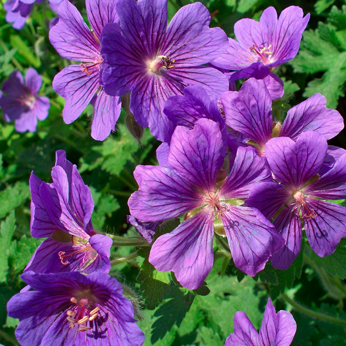 Plantorama | Udplantning og pasning af storkenæb (geranium)