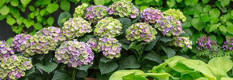 Plantorama | Sådan passer du hortensia Magical Four Season