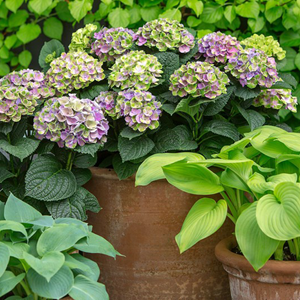Plantorama | Sådan passer du hortensia Magical Four Season