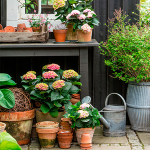 Plantorama | Sådan passer du hortensia Magical Four Season