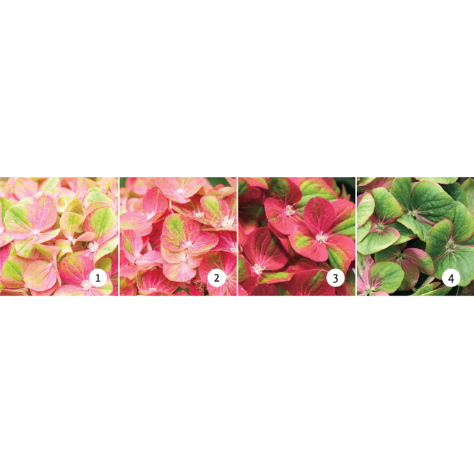 Plantorama | Sådan passer du hortensia Magical Four Season