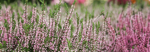 Udplantning og pasning af lyng - Plantorama