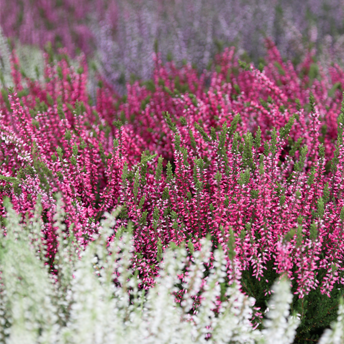 Udplantning og pasning af lyng - Plantorama