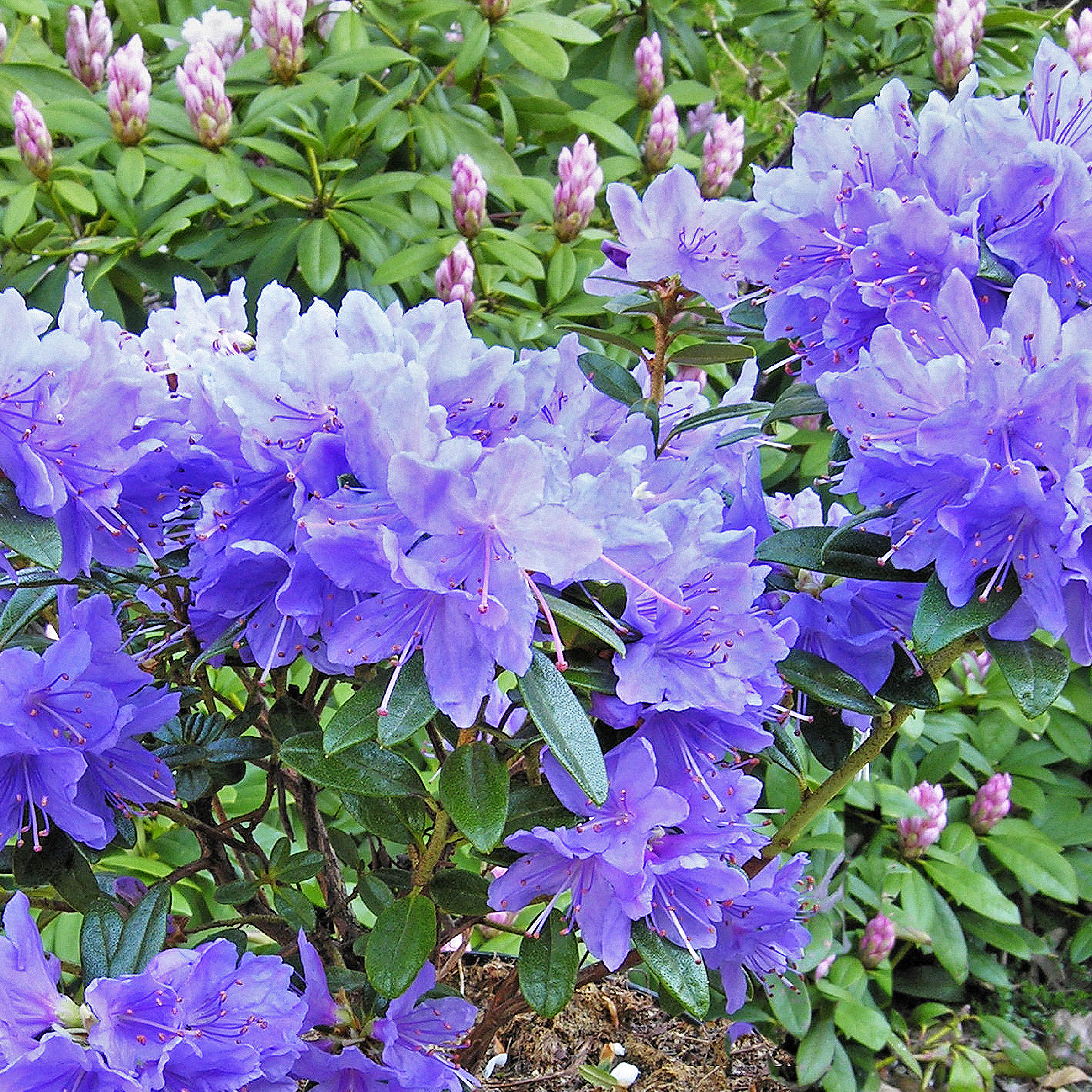 Rhododendron