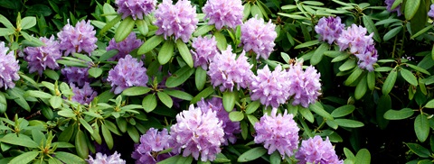 Rhododendron