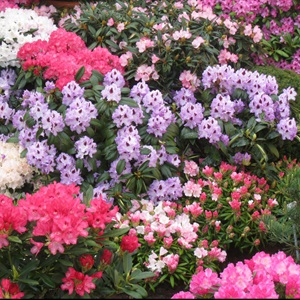 Rhododendron