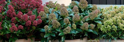 Udplantning og pasning af Skimmia - Plantorama