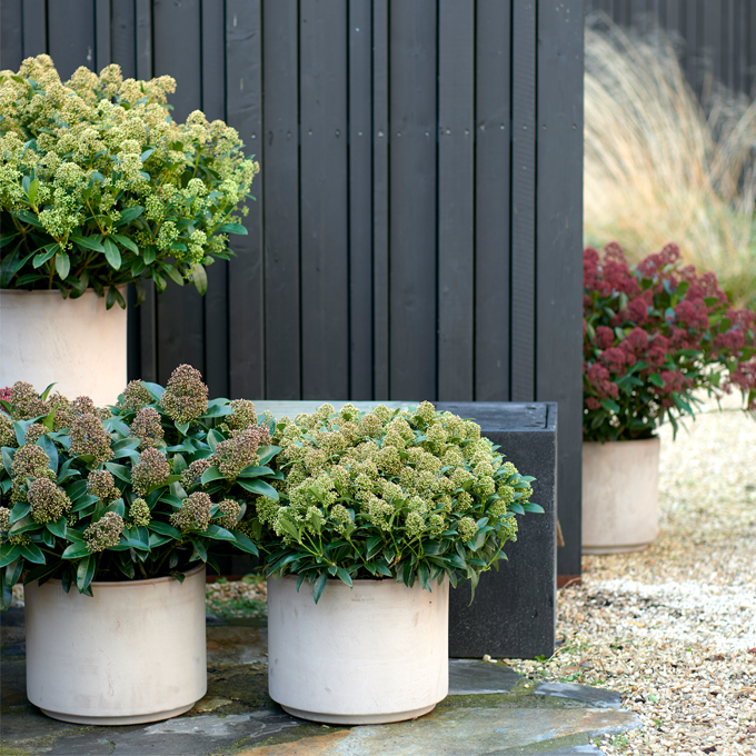 Udplantning og pasning af Skimmia - Plantorama