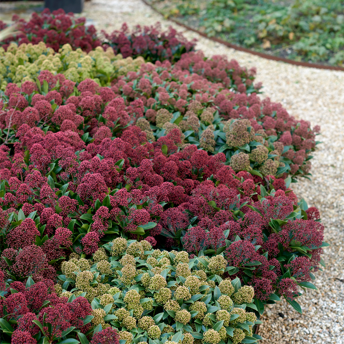 Udplantning og pasning af Skimmia - Plantorama