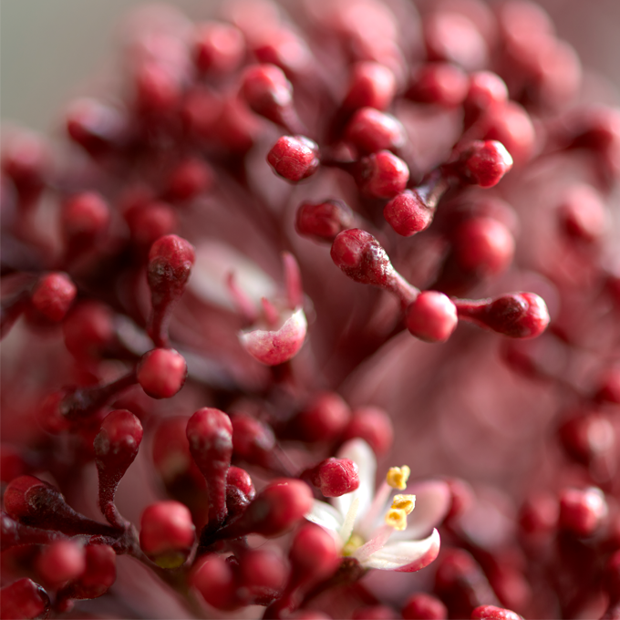 Udplantning og pasning af Skimmia - Plantorama