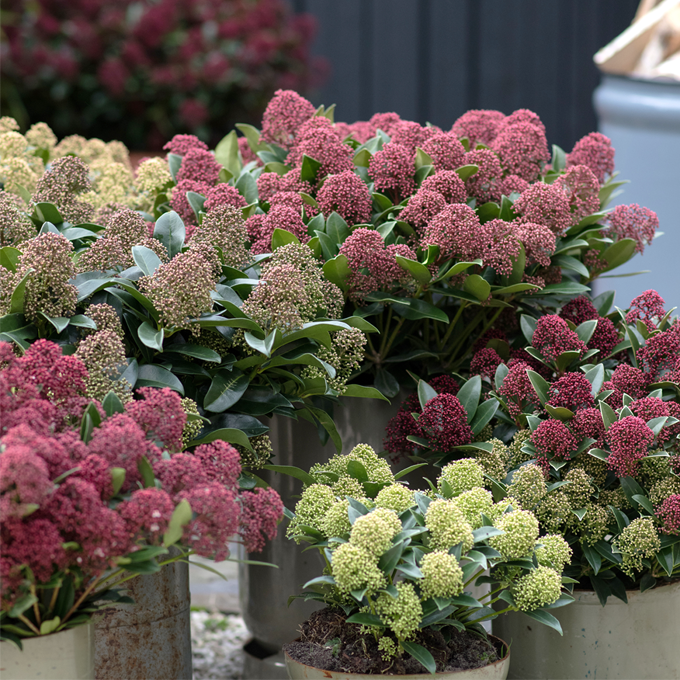 Udplantning og pasning af Skimmia - Plantorama