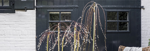 Få gode råd til pasning af pil hos Plantorama