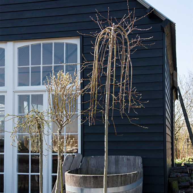 Få gode råd til pasning af pil hos Plantorama