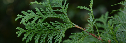Udplantning og pasning af cypres - Plantorama