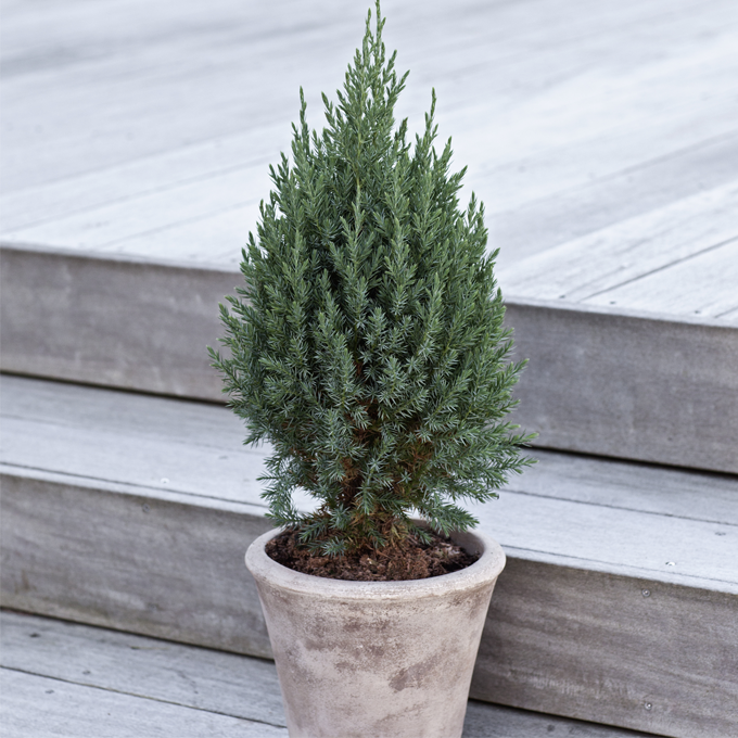 Udplantning og pasning af cypres - Plantorama