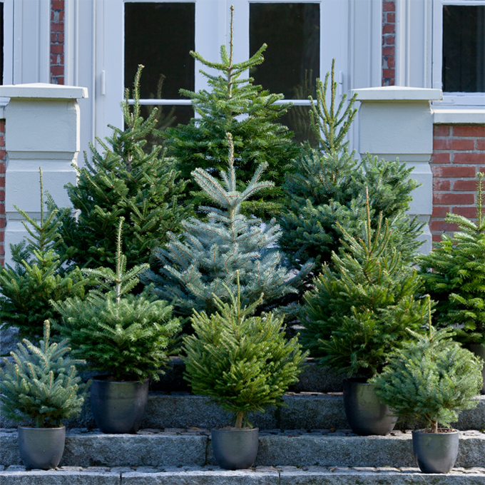 Udplantning og pasning af grantræer - Plantorama