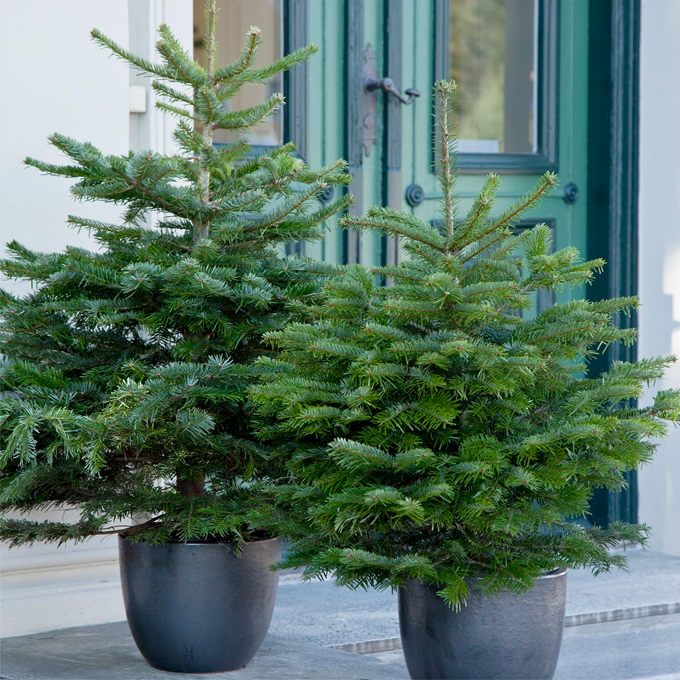 Udplantning og pasning af grantræer - Plantorama